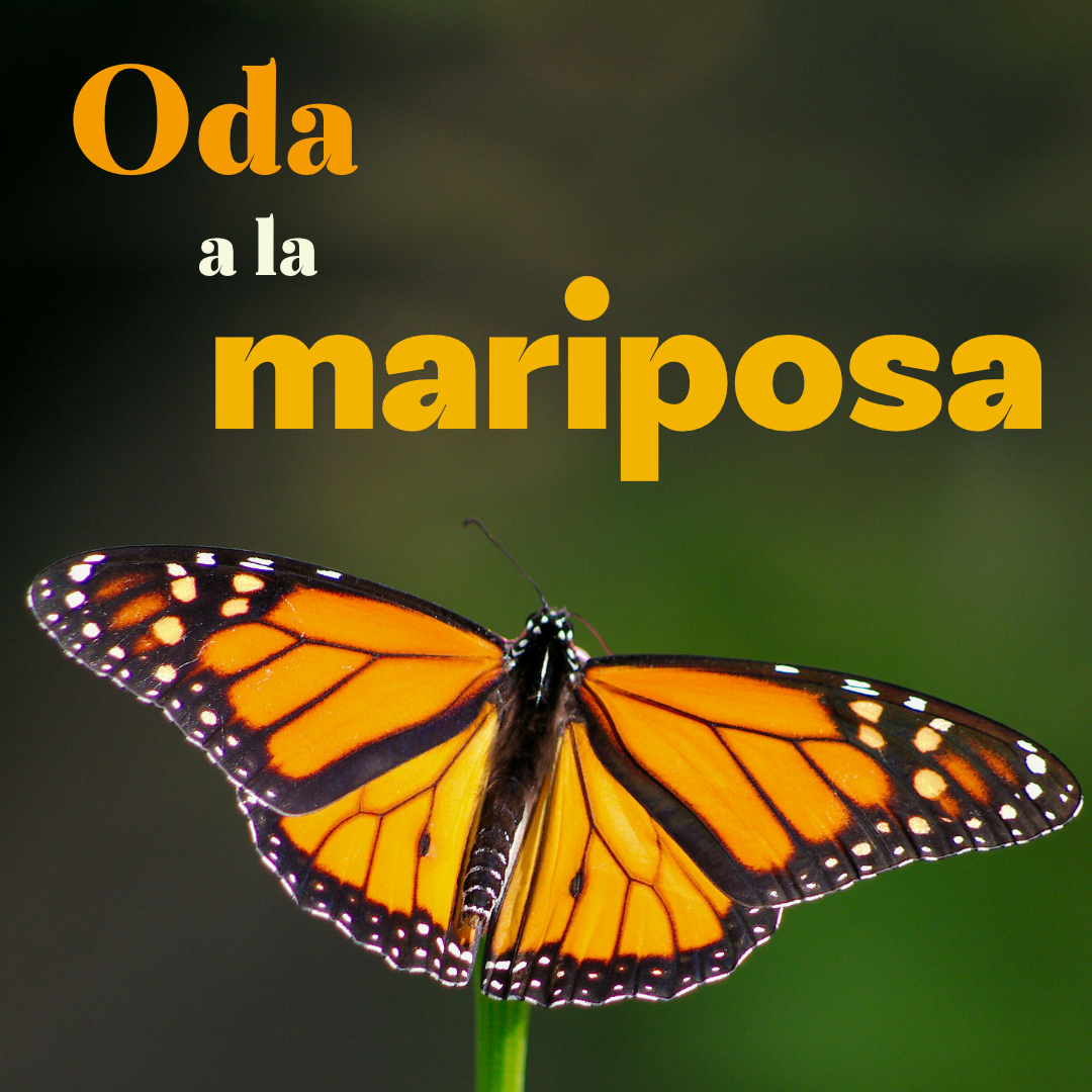 cultura-fundacion-pablo-neruda-oda-a-la-mariposa