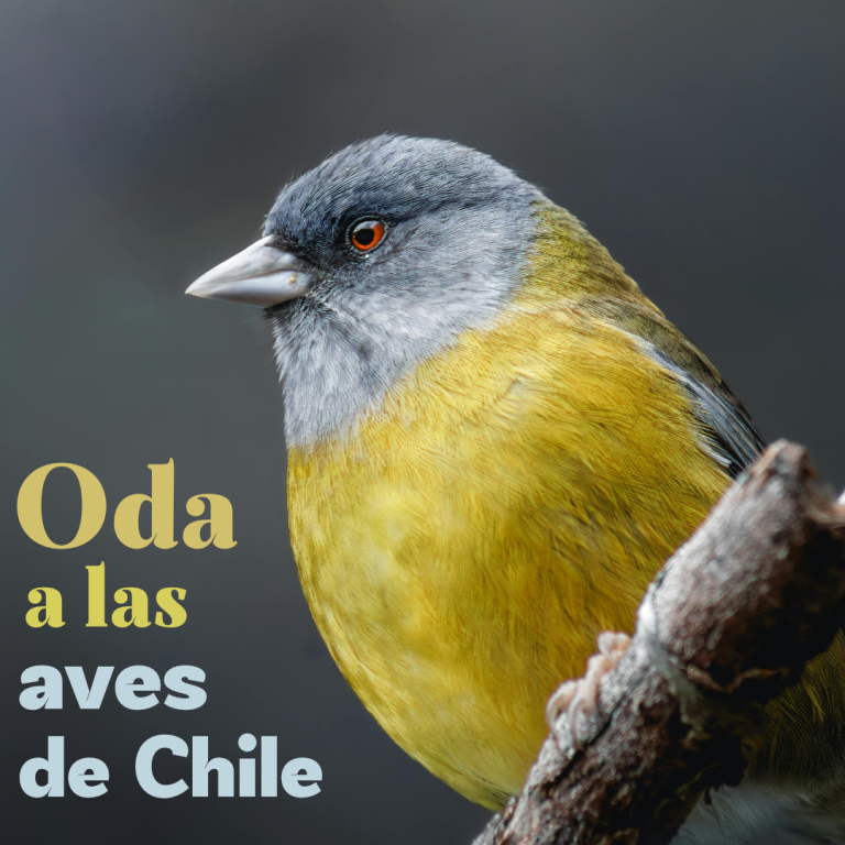 oda-a-la-avees-de-chile