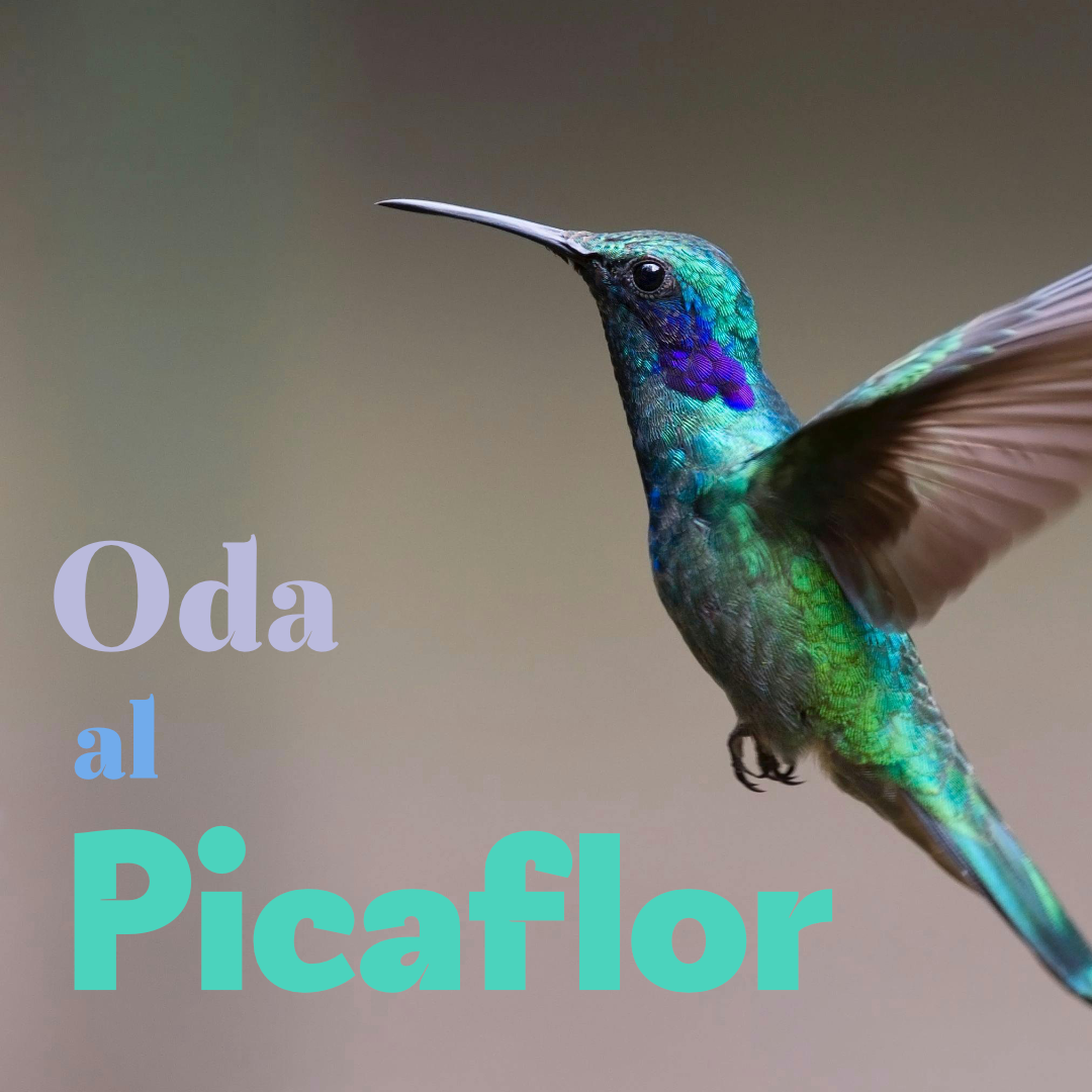 oda-al-picaflor
