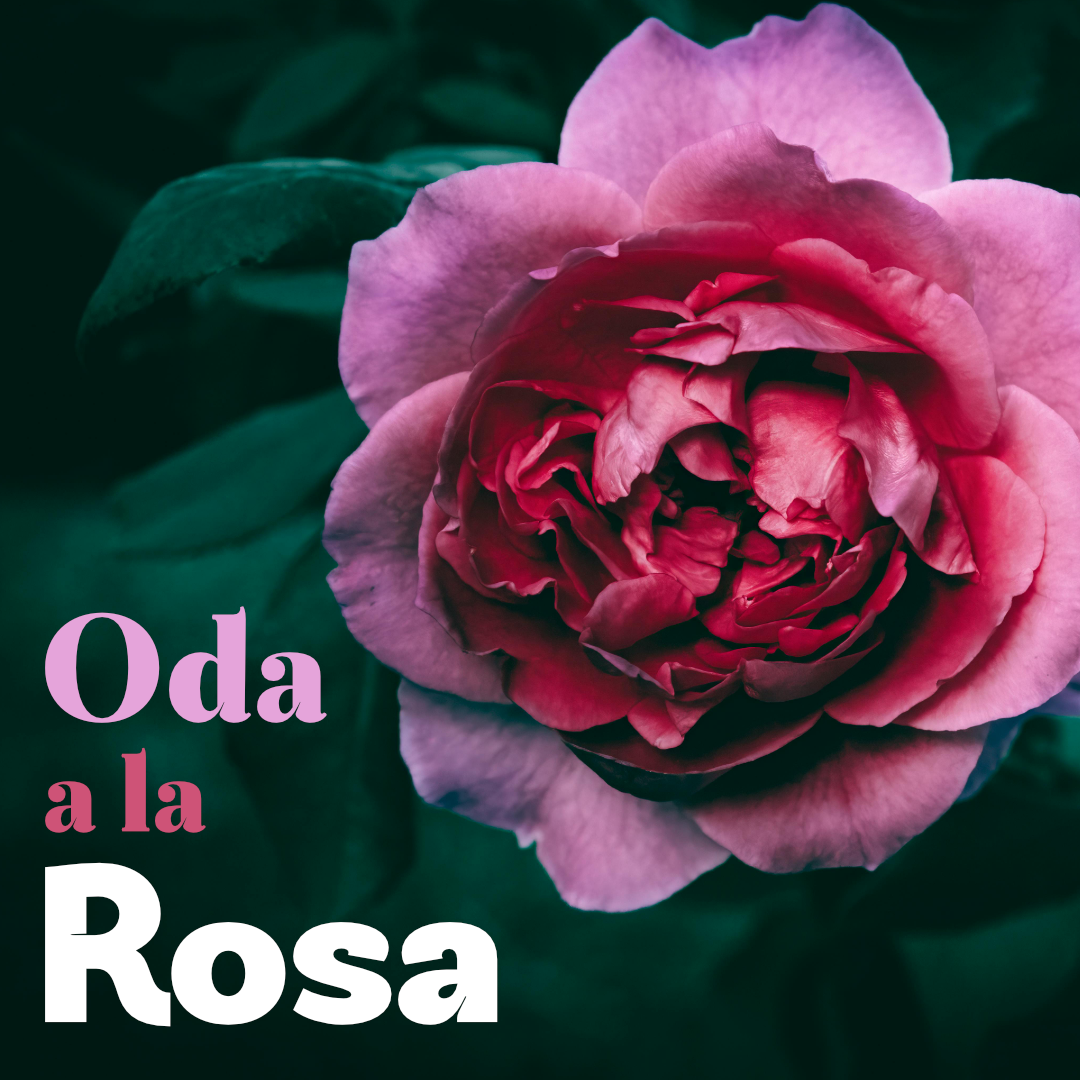 cultura-fundacion-pablo-neruda-oda-a-la-rosa