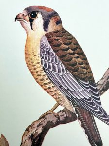 cultura_fundacion_pablo_neruda_arte_de-pajaros_05